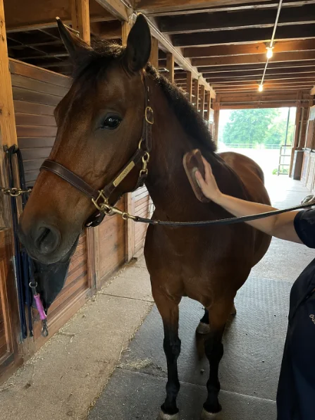 Rider with the pattern deck at the barn