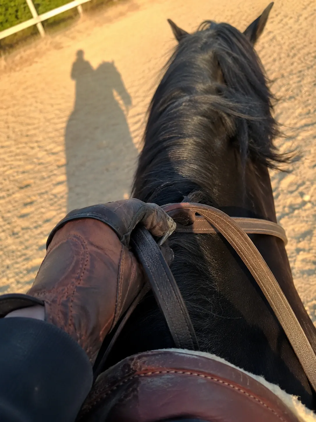 Rider's hands on the reins